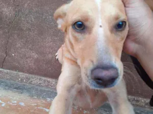 Cachorro raça Não sei  idade 7 a 11 meses nome Luna 