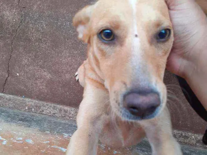 Cachorro ra a Não sei  idade 7 a 11 meses nome Luna 