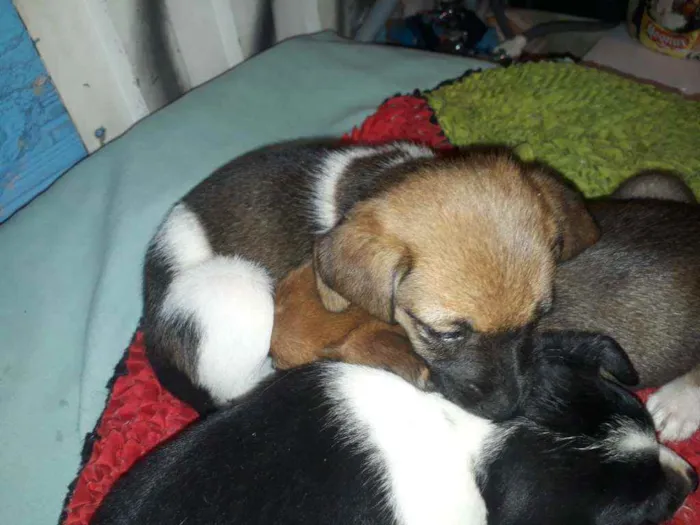 Cachorro ra a Indefinida  idade 2 a 6 meses nome Sem nome.