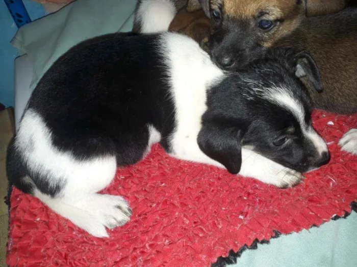 Cachorro ra a Indefinida  idade 2 a 6 meses nome Sem nome.
