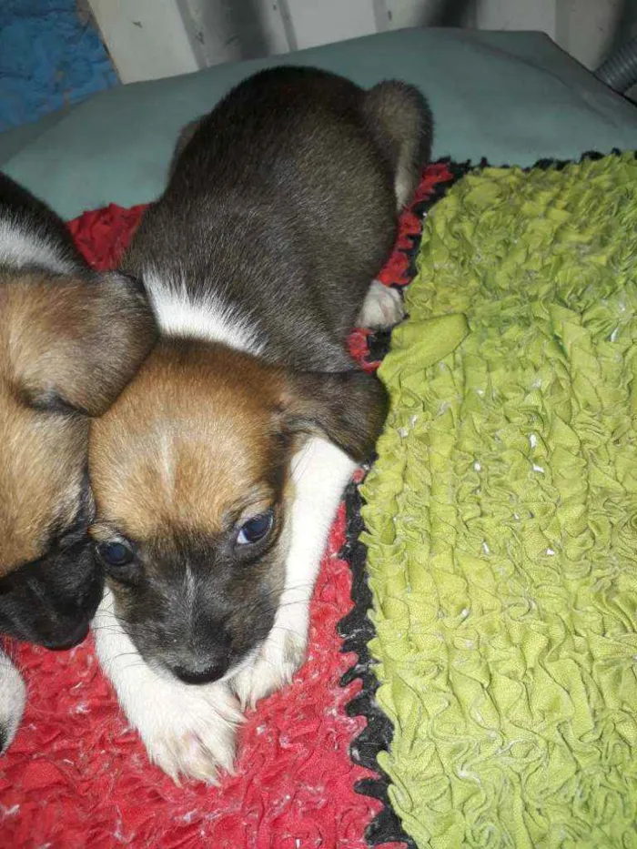 Cachorro ra a Indefinida  idade 2 a 6 meses nome Sem nome.