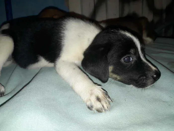 Cachorro ra a Indefinida  idade 2 a 6 meses nome Sem nome.