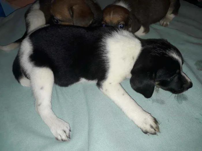 Cachorro ra a Indefinida  idade 2 a 6 meses nome Sem nome.