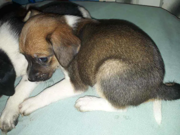 Cachorro ra a Indefinida  idade 2 a 6 meses nome Sem nome.