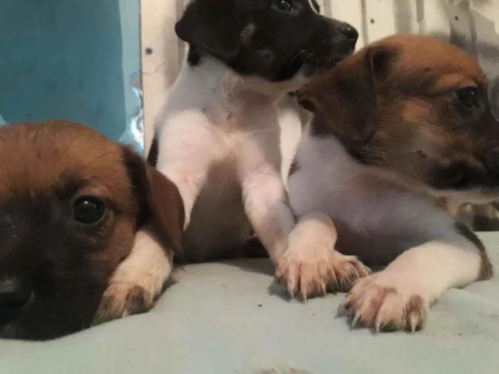Cachorro ra a Indefinida  idade 2 a 6 meses nome Sem nome.