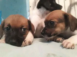 Cachorro raça Indefinida  idade 2 a 6 meses nome Sem nome.