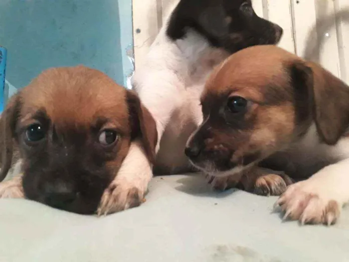 Cachorro ra a Indefinida  idade 2 a 6 meses nome Sem nome.