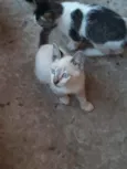 São vários gatos 