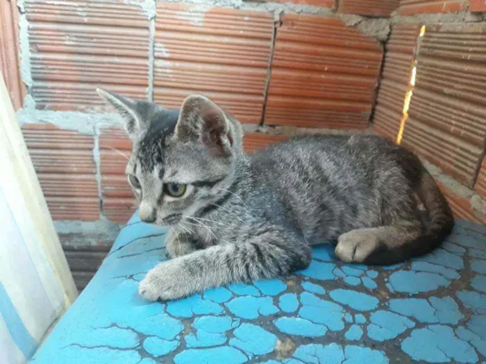 Gato ra a Gato  idade 2 a 6 meses nome São vários gatos 