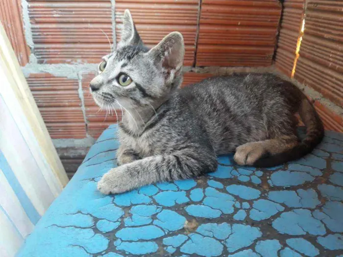 Gato ra a Gato  idade 2 a 6 meses nome São vários gatos 