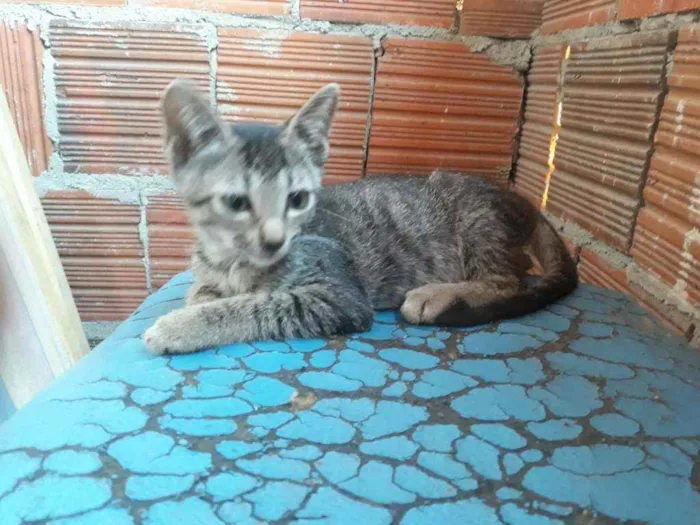 Gato ra a Gato  idade 2 a 6 meses nome São vários gatos 