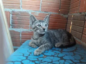 Gato raça Gato  idade 2 a 6 meses nome São vários gatos 