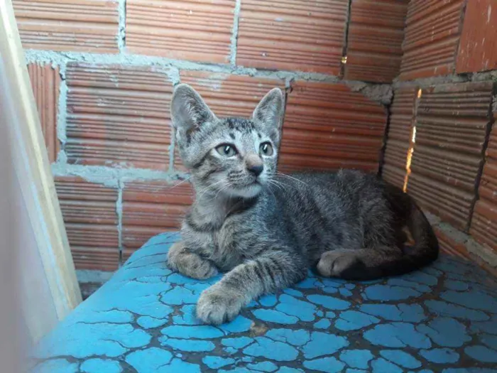 Gato ra a Gato  idade 2 a 6 meses nome São vários gatos 