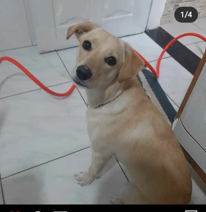 Cachorro ra a Sem raça definida idade 1 ano nome Tequila