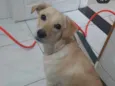 Tequila