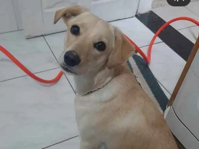 Cachorro ra a Sem raça definida idade 1 ano nome Tequila