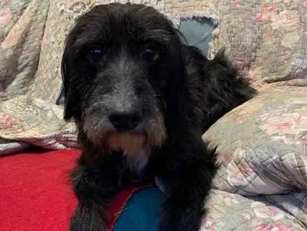 Cachorro ra a SRD idade 3 anos nome Valentin