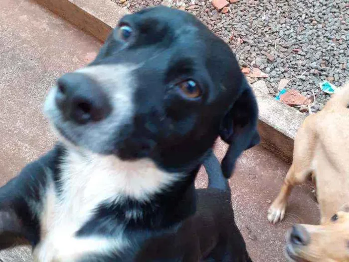 Cachorro ra a Não sei  idade 1 ano nome Theu 