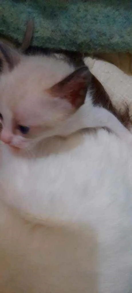 Gato ra a não sabemos  idade Abaixo de 2 meses nome Sem nomes