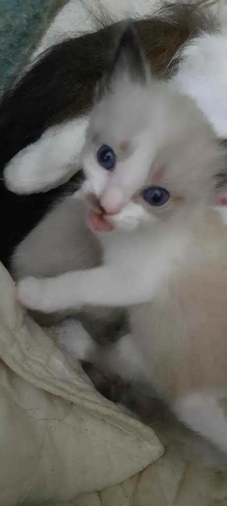 Gato ra a não sabemos  idade Abaixo de 2 meses nome Sem nomes