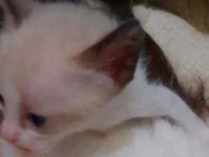 Gato raça não sabemos  idade Abaixo de 2 meses nome Sem nomes