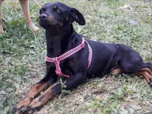 Cachorro raça Pincher idade 1 ano nome Pretinha