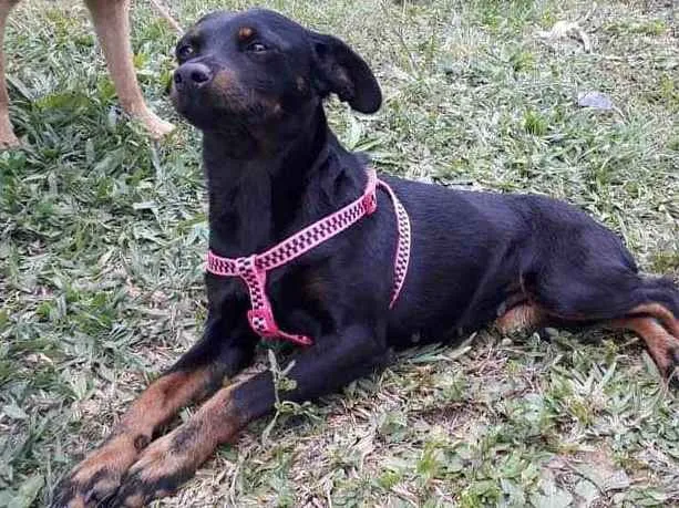 Cachorro ra a Pincher idade 1 ano nome Pretinha