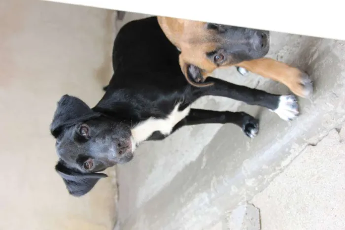 Cachorro ra a SRD-ViraLata idade 7 a 11 meses nome JESSIE