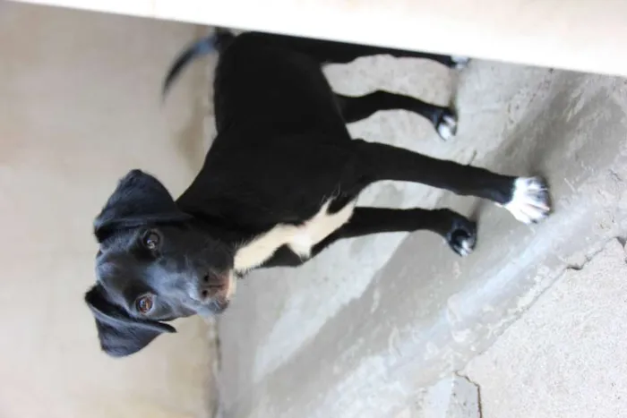 Cachorro ra a SRD-ViraLata idade 7 a 11 meses nome JESSIE