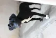 JESSIE