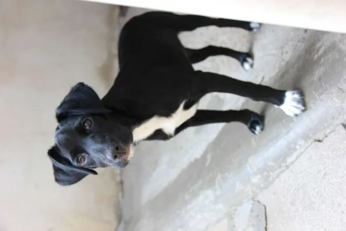 Cachorro ra a SRD-ViraLata idade 7 a 11 meses nome JESSIE
