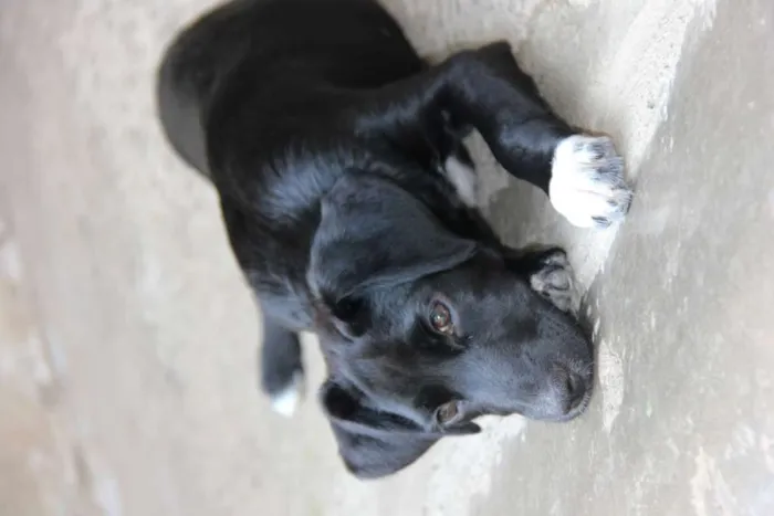 Cachorro ra a SRD-ViraLata idade 7 a 11 meses nome JESSIE