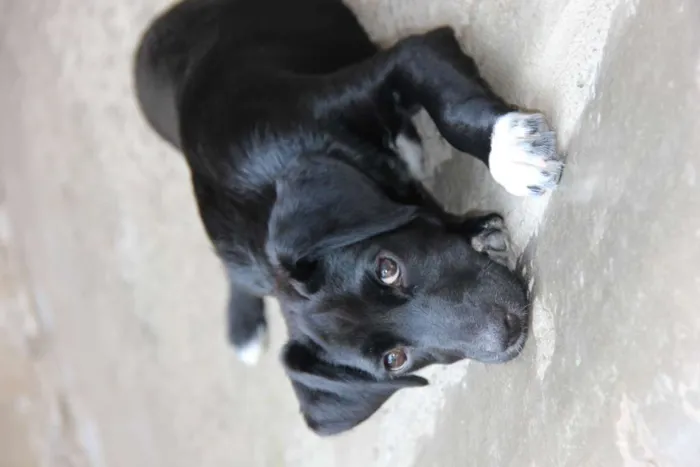 Cachorro ra a SRD-ViraLata idade 7 a 11 meses nome JESSIE
