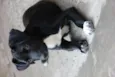 JESSIE