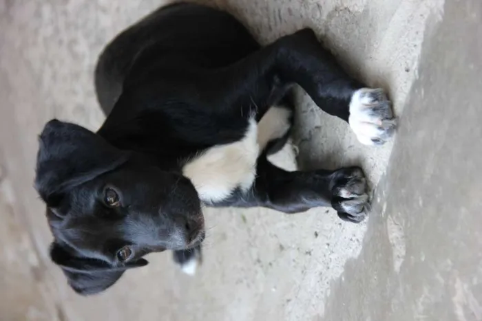Cachorro ra a SRD-ViraLata idade 7 a 11 meses nome JESSIE
