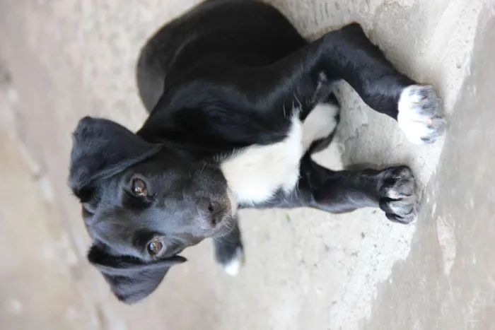 Cachorro ra a SRD-ViraLata idade 7 a 11 meses nome JESSIE