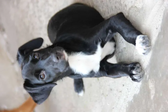 Cachorro ra a SRD-ViraLata idade 7 a 11 meses nome JESSIE