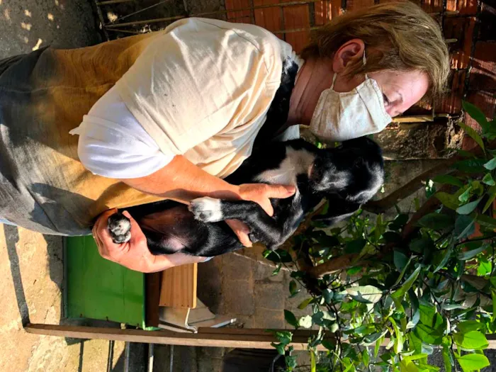 Cachorro ra a SRD-ViraLata idade 7 a 11 meses nome JESSIE