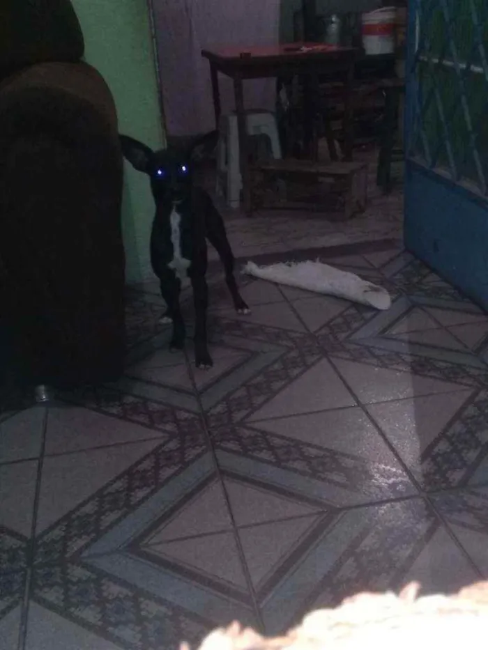 Cachorro ra a Labrador misturado idade 2 a 6 meses nome Megan