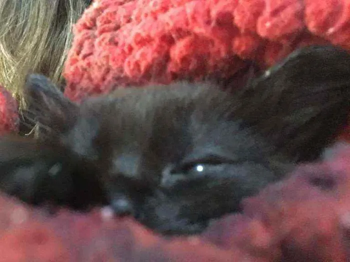 Gato ra a SRD  idade Abaixo de 2 meses nome Sem nome