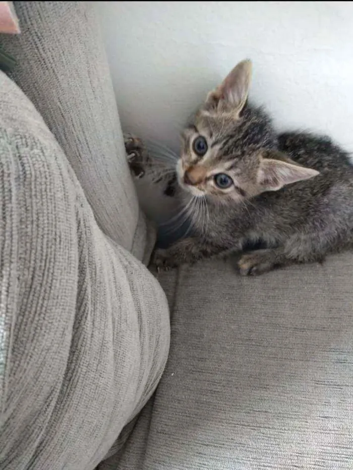 Gato raça Sem raça definida  idade Abaixo de 2 meses nome Thor