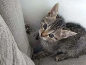 Gato raça Sem raça definida  idade Abaixo de 2 meses nome Thor