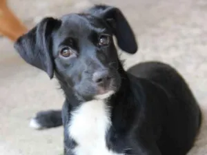Cachorro raça SRD-ViraLata idade 7 a 11 meses nome JESSIE