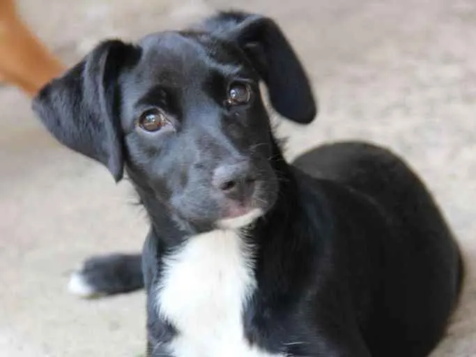 Cachorro ra a SRD-ViraLata idade 7 a 11 meses nome JESSIE