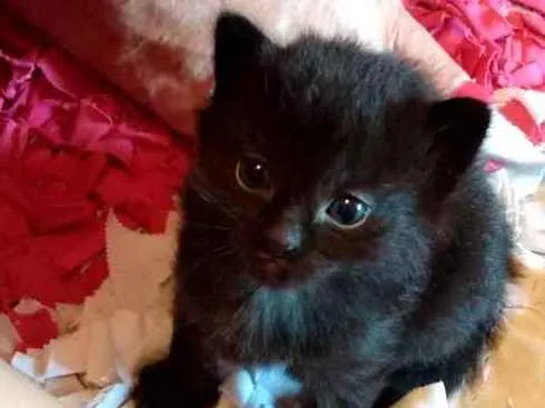 Gato ra a SRD  idade Abaixo de 2 meses nome Sem nome