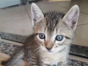 Gato raça SRD-ViraLata idade Abaixo de 2 meses nome Bebes