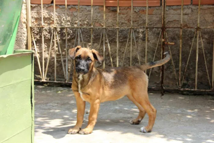 Cachorro raça SRD-ViraLata idade 7 a 11 meses nome Jane