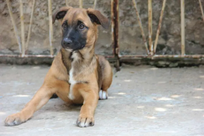 Cachorro raça SRD-ViraLata idade 7 a 11 meses nome Jane