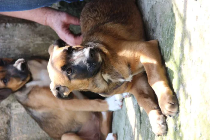 Cachorro raça SRD-ViraLata idade 7 a 11 meses nome Jane