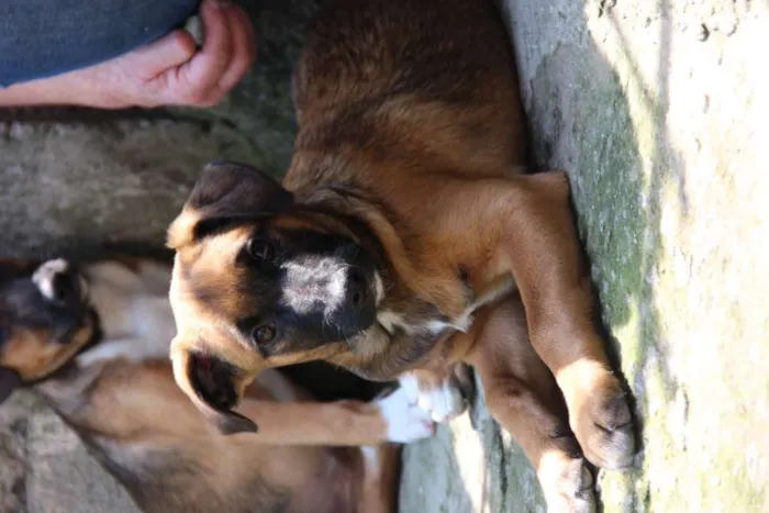 Cachorro raça SRD-ViraLata idade 7 a 11 meses nome Jane